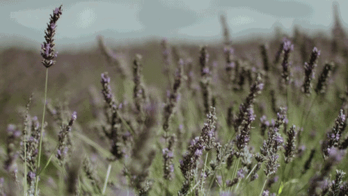 微信图片_20190804153947.gif