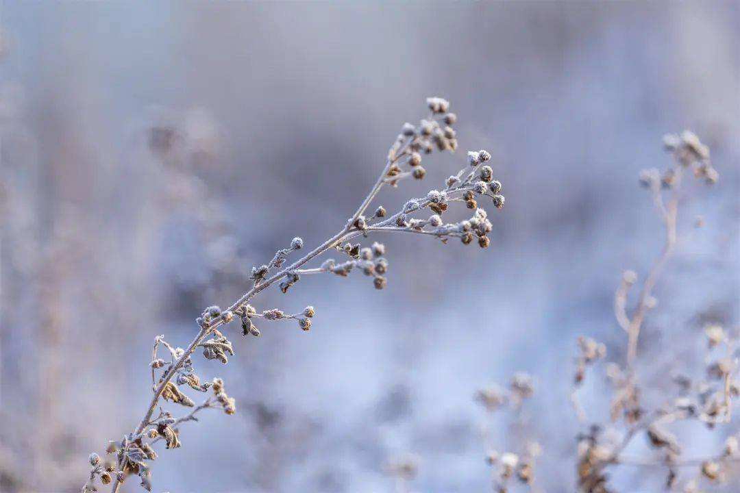 小雪 ▎冬藏万物，岁月沉香